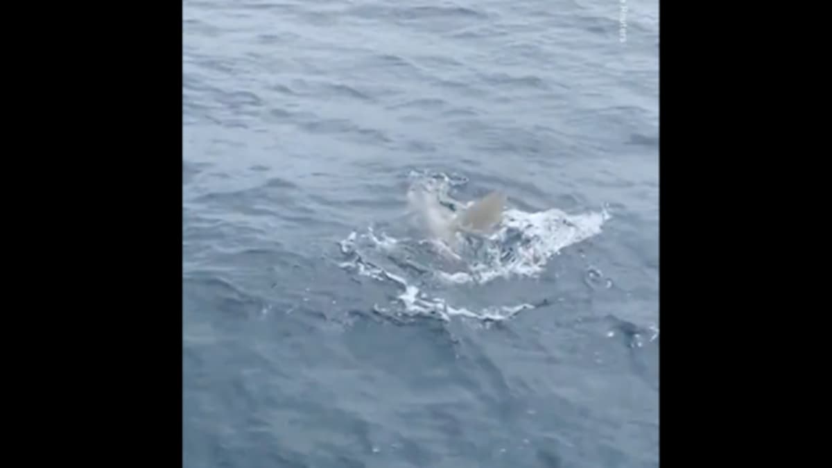 Viral video shows sunfish 'waving' at sailors off the coast of San Diego; watch