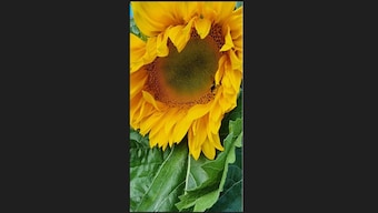 Watch: UK family grows heaviest sunflower head, weighs 6.446 kg