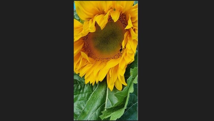 Watch: UK family grows heaviest sunflower head, weighs 6.446 kg