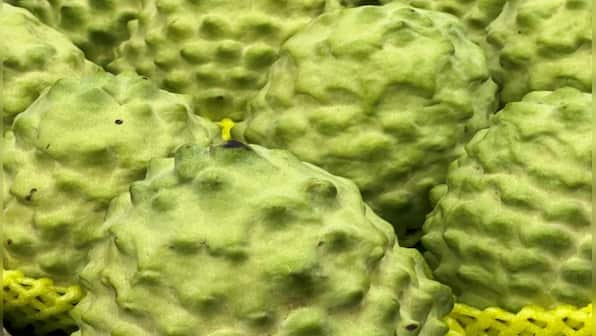 Taiwan’s divine fruit: Connecting Ramayana with Lord Buddha, drawing China’s wrath