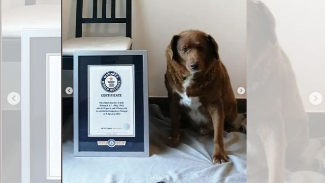 Guinness World Record: 30-year-old Bobi becomes oldest dog in world Guinness World Record: 30-year-old Bobi becomes oldest dog in world
