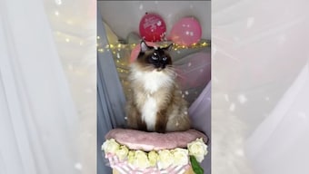 Watch: Women surprise their cat with birthday party in adorable video