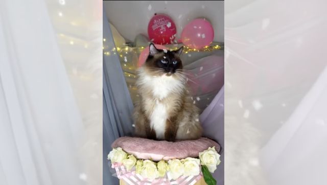 Watch: Women surprise their cat with birthday party in adorable video Watch: Women surprise their cat with birthday party in adorable video