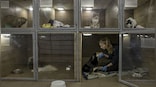 Explained: How animals are suffering and orphaned by the Russia-Ukraine war