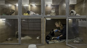 Explained: How animals are suffering and orphaned by the Russia-Ukraine war