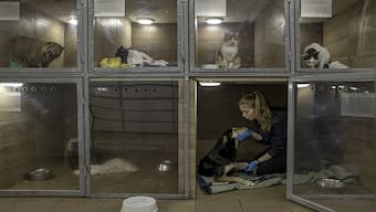 Explained: How animals are suffering and orphaned by the Russia-Ukraine war