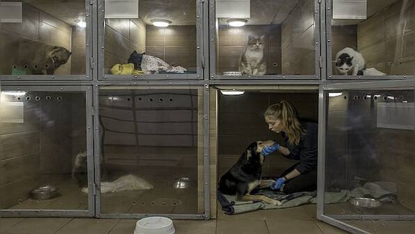 Explained: How animals are suffering and orphaned by the Russia-Ukraine war