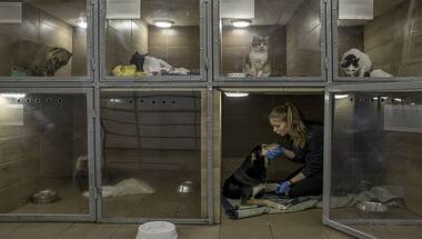 Explained: How animals are suffering and orphaned by the Russia-Ukraine war