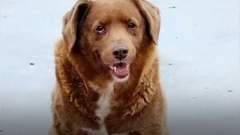 Meet Bobi: World's oldest dog ever, featured in Guinness World Records at 30