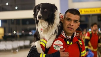 Dogs are being sent to Turkey and Syria after the earthquake. How will they help?