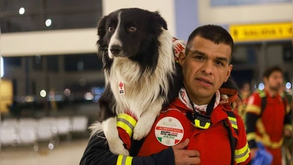 Dogs are being sent to Turkey and Syria after the earthquake. How will they help?