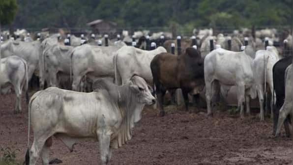 Celebrate 14 Februrary as 'Cow Hug Day,’ says Animal Welfare Board of India