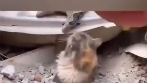 Emotions run high in Turkey as rescue team saves cats from debris after deadly earthquake