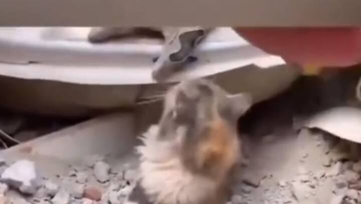 Emotions run high in Turkey as rescue team saves cats from debris after deadly earthquake