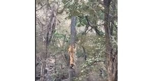 'Stay slim to survive': Leopard escapes tiger’s attack with astonishing pace and flexibility; watch