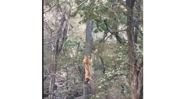 'Stay slim to survive': Leopard escapes tiger’s attack with astonishing pace and flexibility; watch