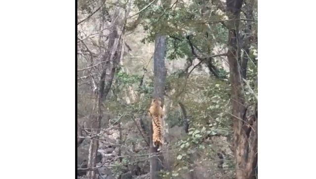 'Stay slim to survive': Leopard escapes tiger’s attack with astonishing pace and flexibility; watch 'Stay slim to survive': Leopard escapes tiger’s attack with astonishing pace and flexibility; watch
