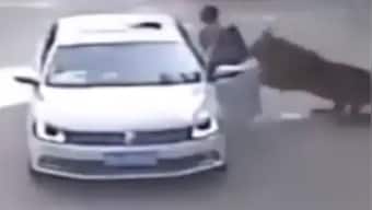 China: Tiger forcibly drags woman into forest; footage leaves internet terrified