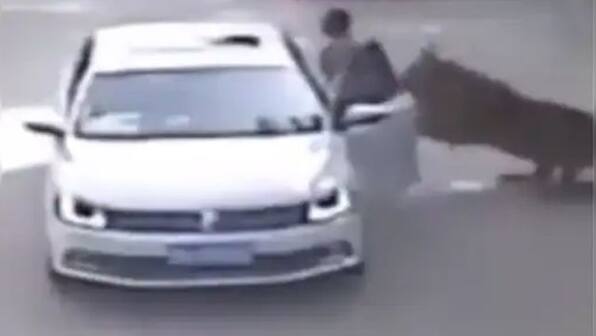 China: Tiger forcibly drags woman into forest; footage leaves internet terrified