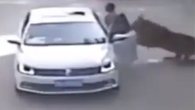 China: Tiger forcibly drags woman into forest; footage leaves internet terrified China: Tiger forcibly drags woman into forest; footage leaves internet terrified