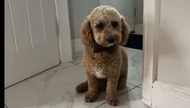 Cab driver reunites lost puppy 'Ralph' with his owner after 100-mile ride; story goes viral Cab driver reunites lost puppy 'Ralph' with his owner after 100-mile ride; story goes viral