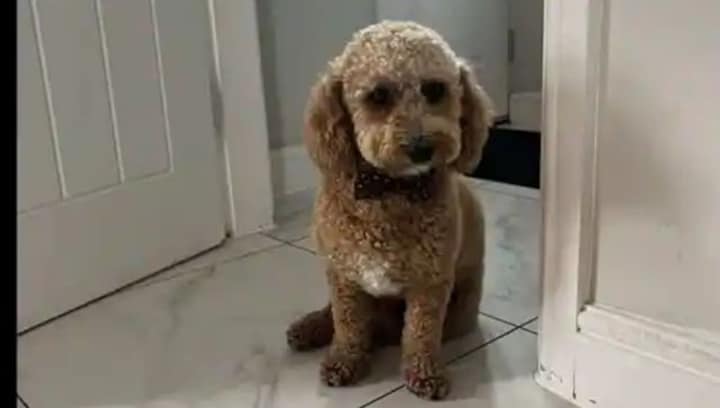 Cab driver reunites lost puppy 'Ralph' with his owner after 100-mile ride; story goes viral