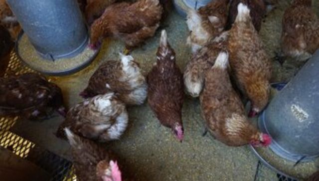 Bird flu costs pile up as outbreak enters second year Bird flu costs pile up as outbreak enters second year