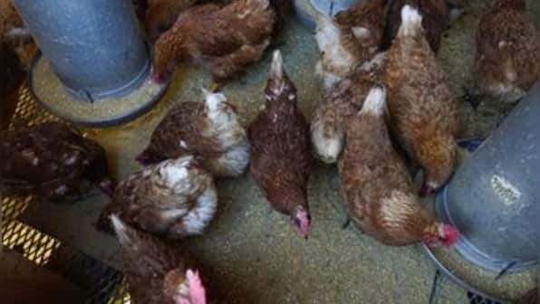 Bird flu costs pile up as outbreak enters second year