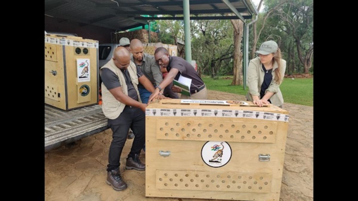 12 cheetahs begin their journey from South Africa, to reach India tomorrow