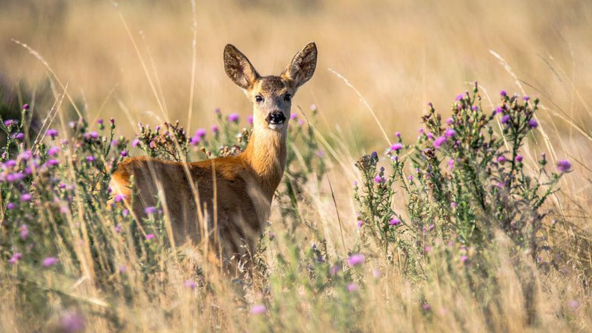 Deer could be harbouring old COVID variants: Should we be worried?