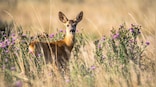 Deer could be harbouring old COVID variants: Should we be worried?