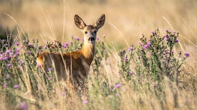 Deer could be harbouring old COVID variants: Should we be worried?