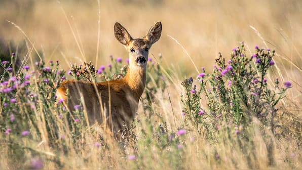 Deer could be harbouring old COVID variants: Should we be worried?