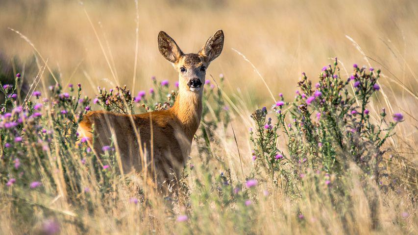 Deer could be harbouring old COVID variants: Should we be worried? Deer could be harbouring old COVID variants: Should we be worried?