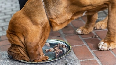 For the Love of Dog: How once-popular breeds like rough collies, bloodhounds are likely to go extinct in the UK