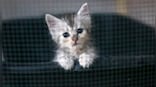 Furry Worries: People are abandoning their dogs and cats. Inflation is responsible