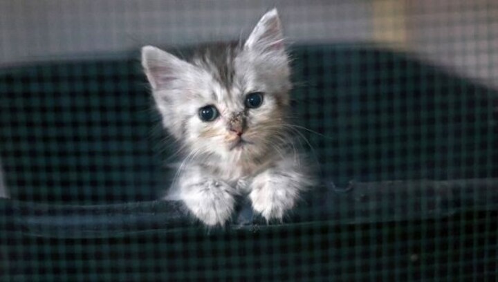 Furry Worries: People are abandoning their dogs and cats. Inflation is responsible