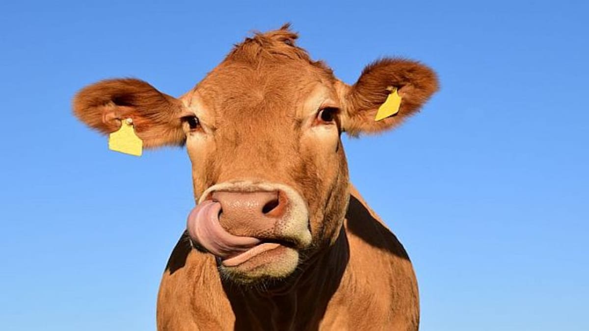 Why a tax on cow burps might not be the best way to fight climate change