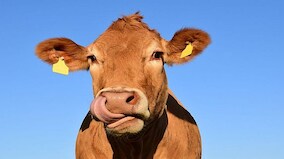 Why a tax on cow burps might not be the best way to fight climate change