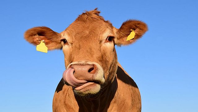 Why a tax on cow burps might not be the best way to fight climate change Why a tax on cow burps might not be the best way to fight climate change