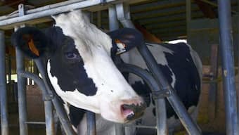 An average cow produces 10.8 tonnes of milk a year. Now, comes China’s cloned super cows which can give 18 tonnes