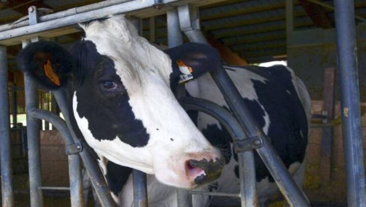 An average cow produces 10.8 tonnes of milk a year. Now, comes China’s cloned super cows which can give 18 tonnes