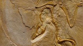 Three-toed dinosaur footprint discovered in ruins of 600-year-old Spanish convent