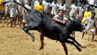 Guy Talk: Forget the roses, chew the cud with a cow this Valentine's Day