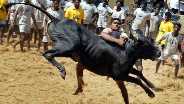 Guy Talk: Forget the roses, chew the cud with a cow this Valentine's Day