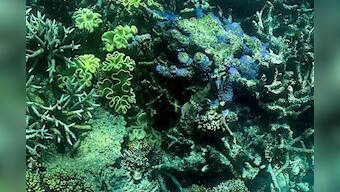 'Risk of irreversible damage': Australia blocks coal mine near Great Barrier Reef