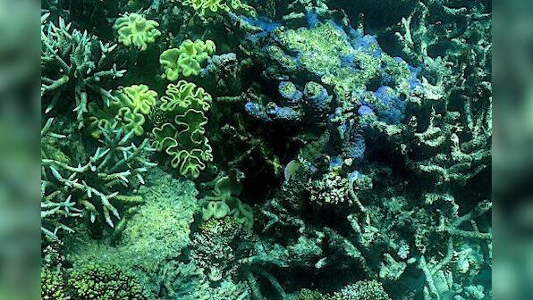 'Risk of irreversible damage': Australia blocks coal mine near Great Barrier Reef