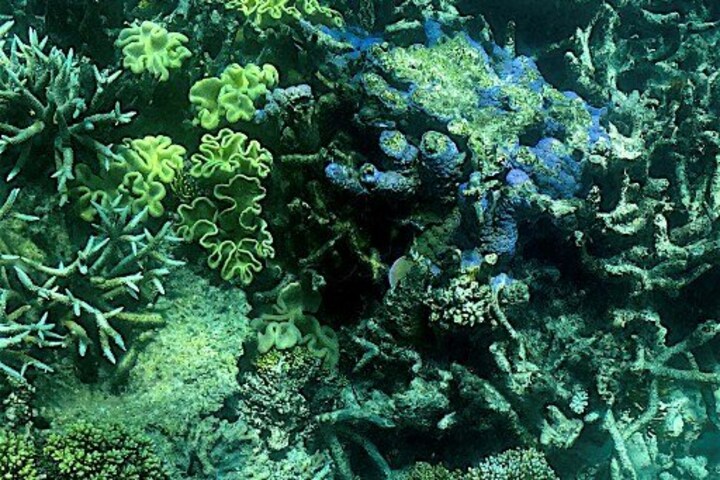 'Risk of irreversible damage': Australia blocks coal mine near Great Barrier Reef