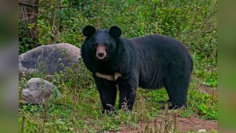 Woman realises her pet dog is actually an endangered bear after raising it for 2 years