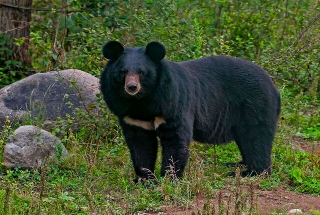 Woman realises her pet dog is actually an endangered bear after raising it for 2 years Woman realises her pet dog is actually an endangered bear after raising it for 2 years